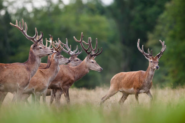 2025-2026 Av Sezonu 23 Ağustos’ta Başlıyor