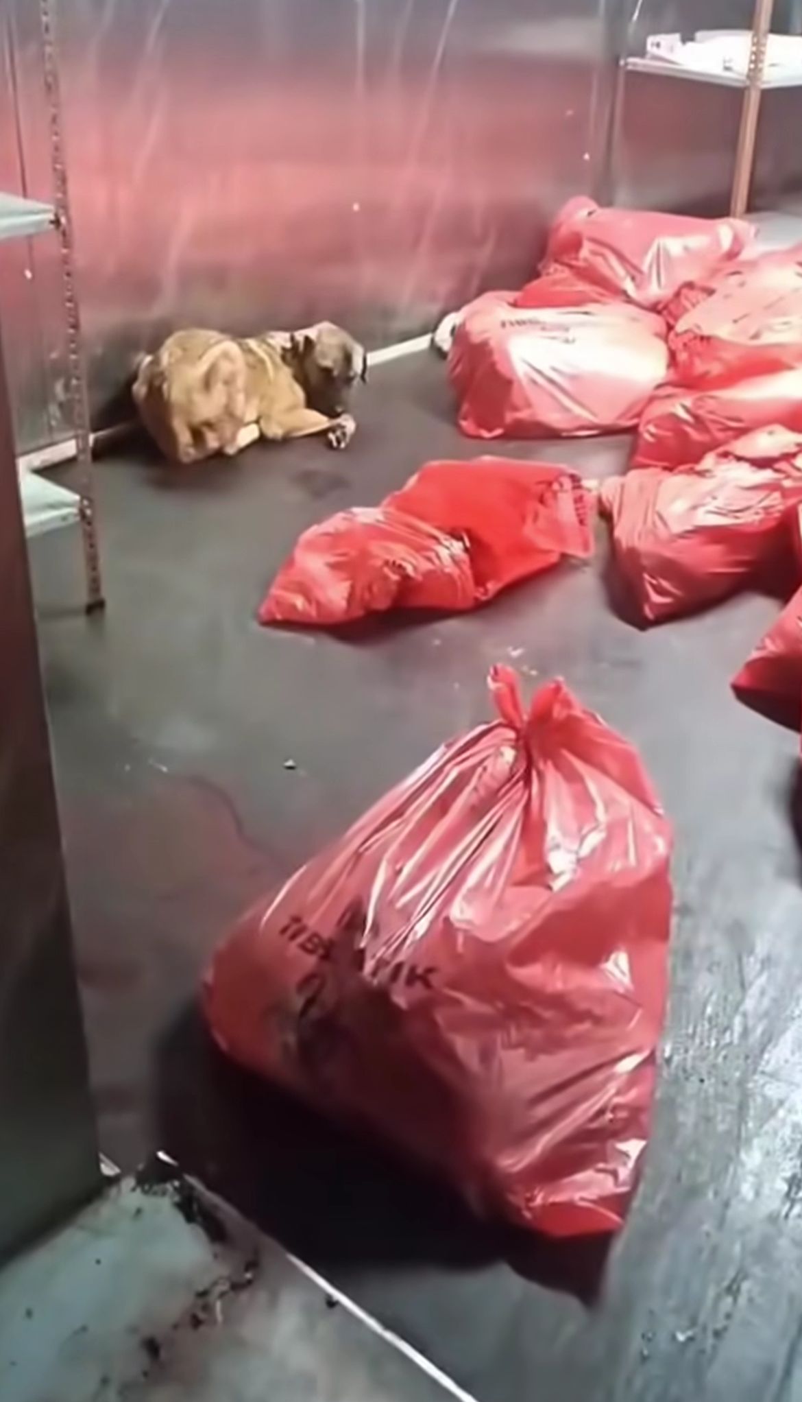 ABB’den ‘Barınakta Katliam’ İddialarına Yalanlama: Görüntüler Eski ve Başka Bir Yere Ait