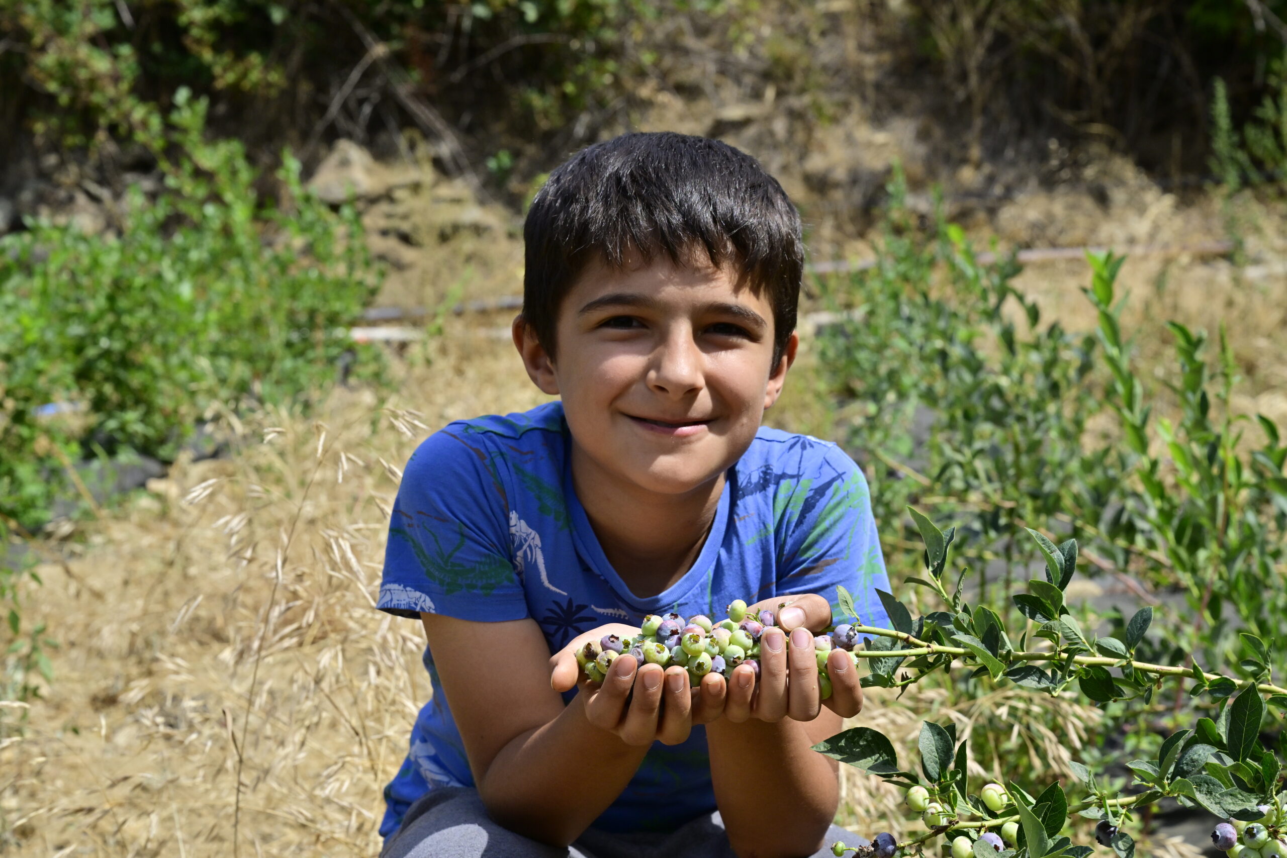 Bozdağ’da Blueberry (Maviyemiş) İlk Kez Toprakta Yetiştirildi, İlk Hasat Gerçekleşti