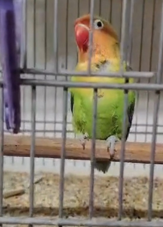 Çanakkale’de Kaçak Papağan Operasyonu: 9 Kuşa El Konuldu