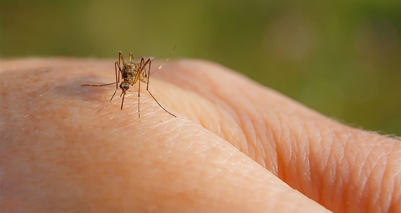 Çin’de Chikungunya Virüsü Alarmı: 7 Bin Vaka Tespit Edildi