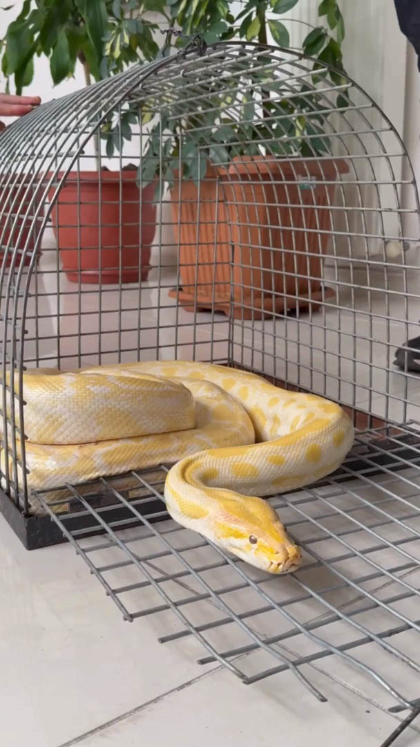 Denizli’de AVM’deki Gösteri Yılanına El Konuldu