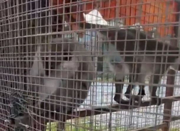 Denizli’de Özel İşletmeye Maymun Operasyonu: 3 Örümcek Maymunu Koruma Altına Alındı