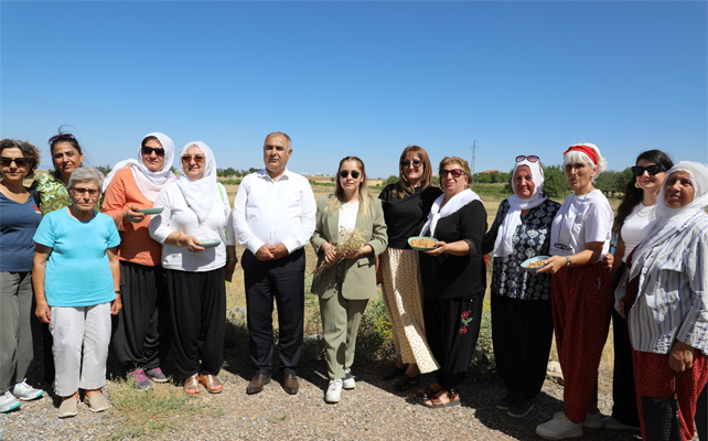 Elazığ’da Nohut Üretimi Güçleniyor: Ağın leblebisi’ne büyük katkı