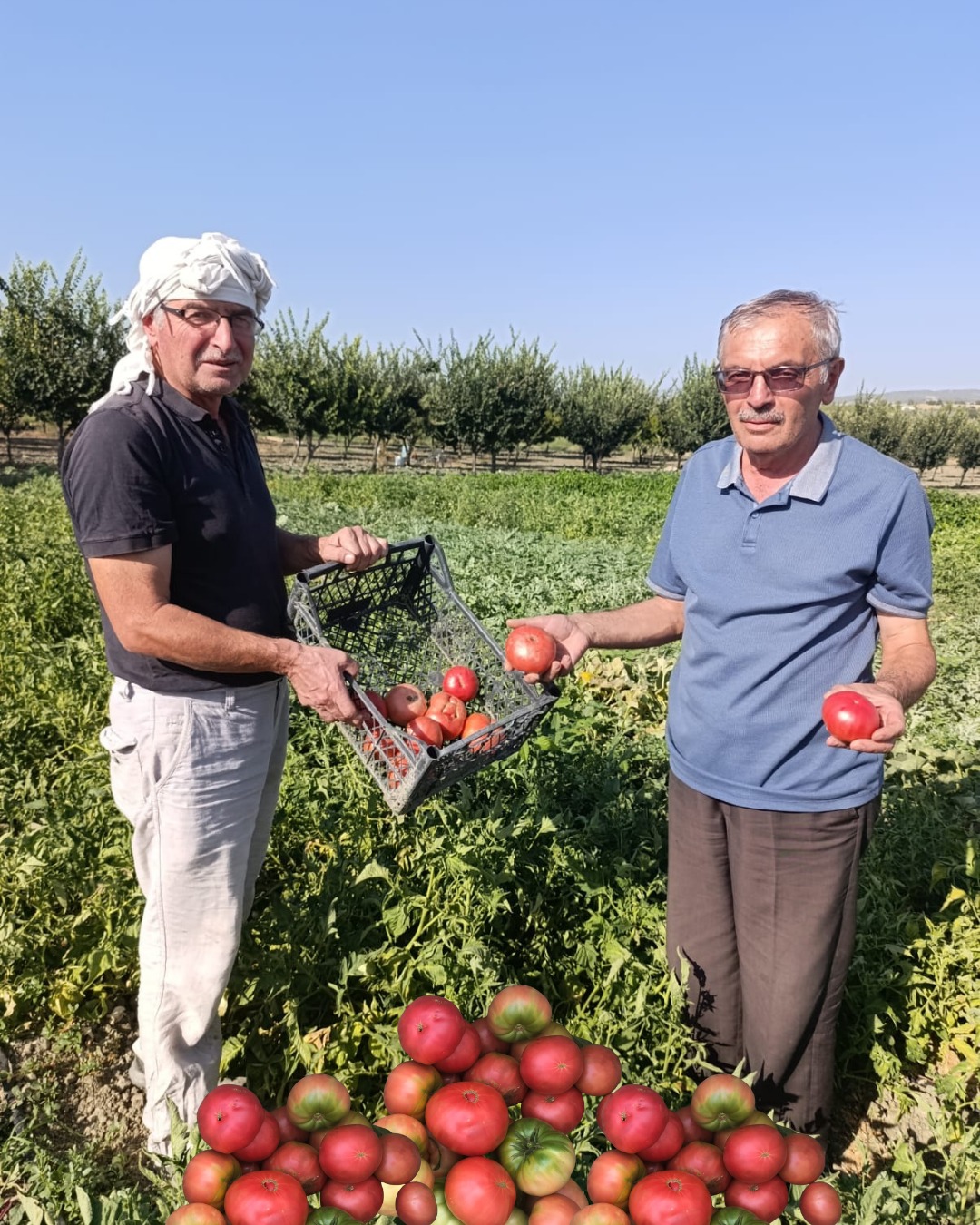 Emekli Öğretmenin Hasadı Domatesler Pazarın Yıldızı!