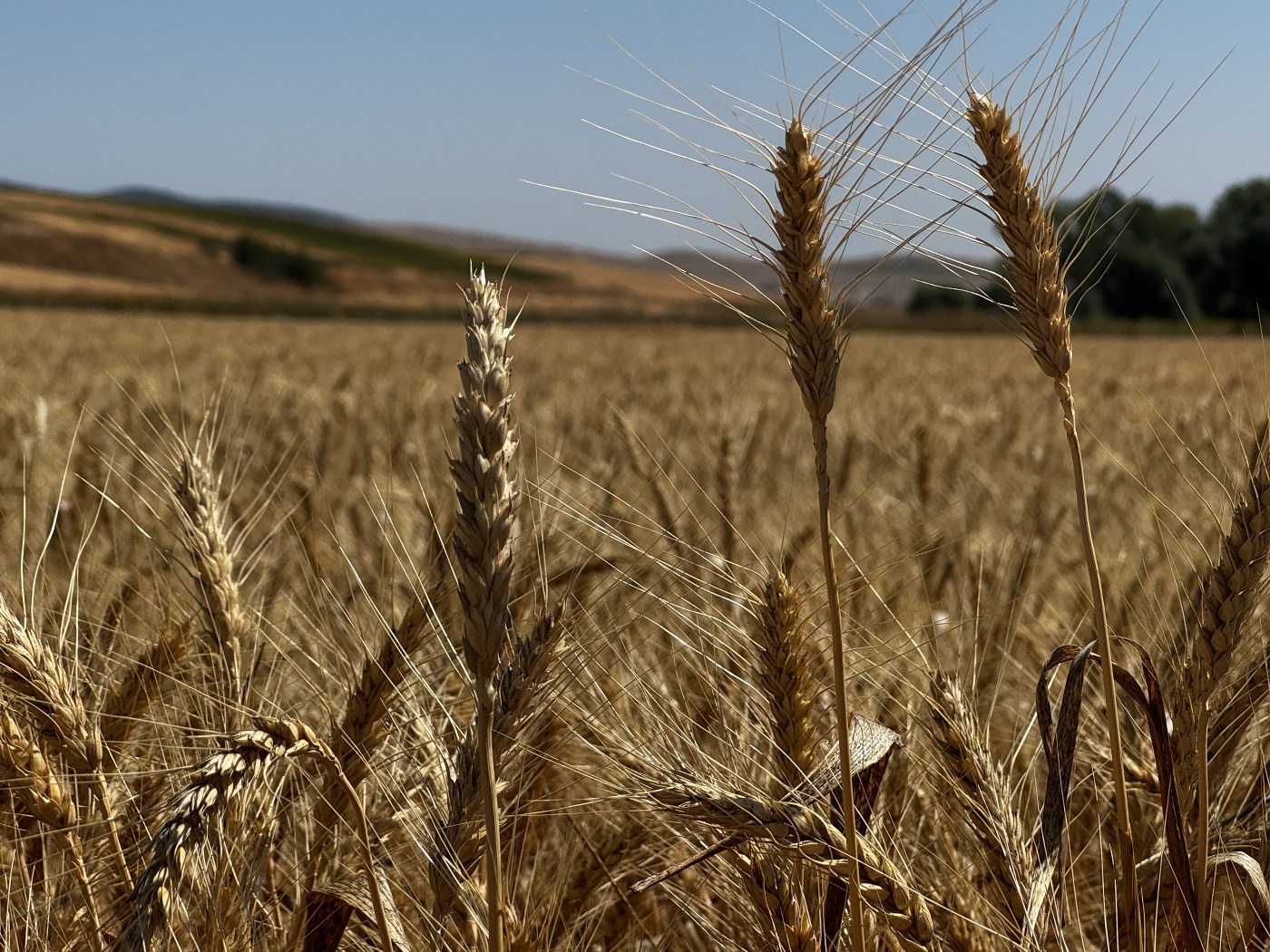 Emtia Piyasaları ABD ve Küresel Gelişmelerin Etkisiyle Dalgalı Seyre Girdi
