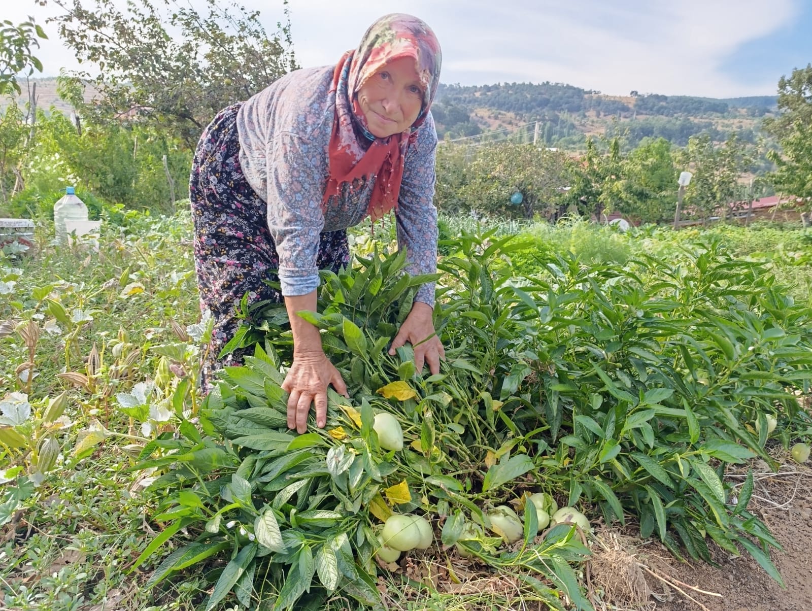 Hali̇se Teyze Mani̇sa Demi̇rci̇’de İlk Kez Pepi̇no Yeti̇şti̇rdi̇