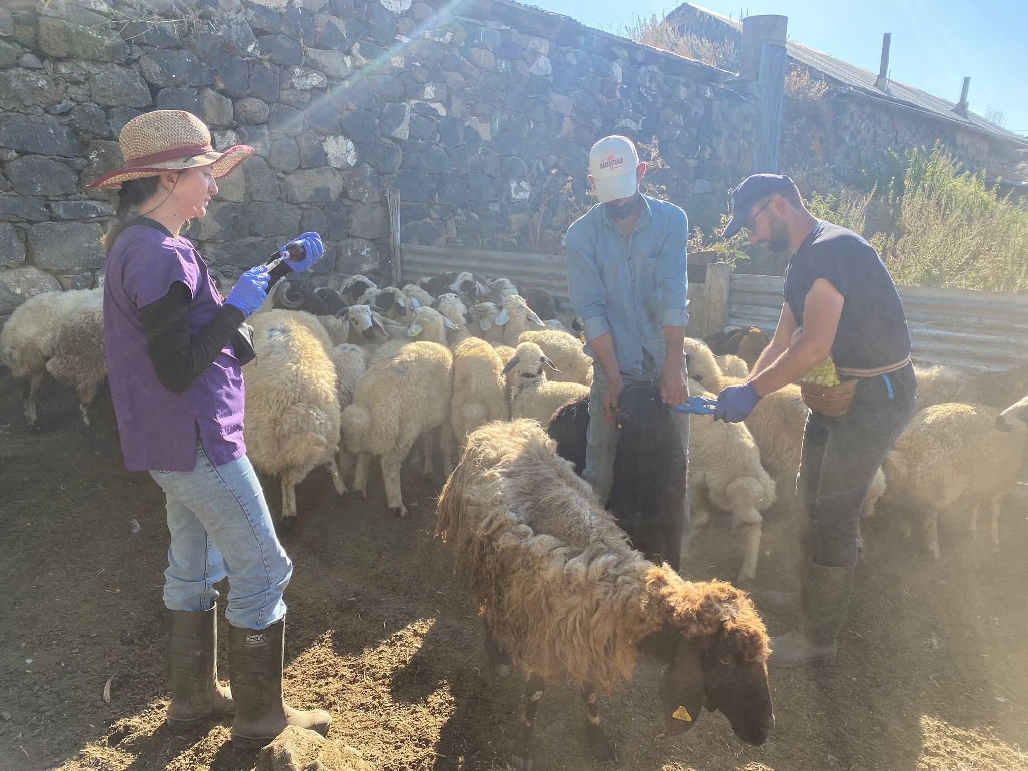 Hayvan Sağlığında Aşılama ve Küpeleme Çalışmaları Aralıksız Sürüyor