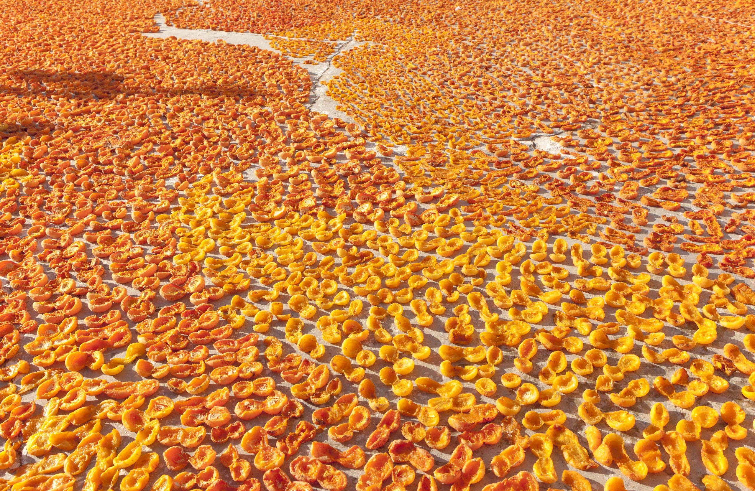 İklim Krizi Malatya Kayısısını Vurdu: Üretim Tarihi Düşüşte