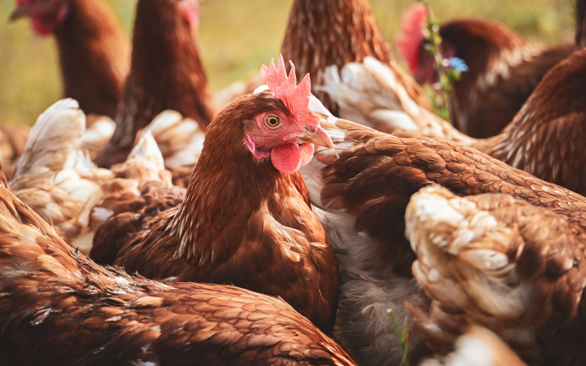 Kanatlı Hayvancılıkta Yeni Dönem: Biyogüvenlik Kuralları Resmi Gazete’de