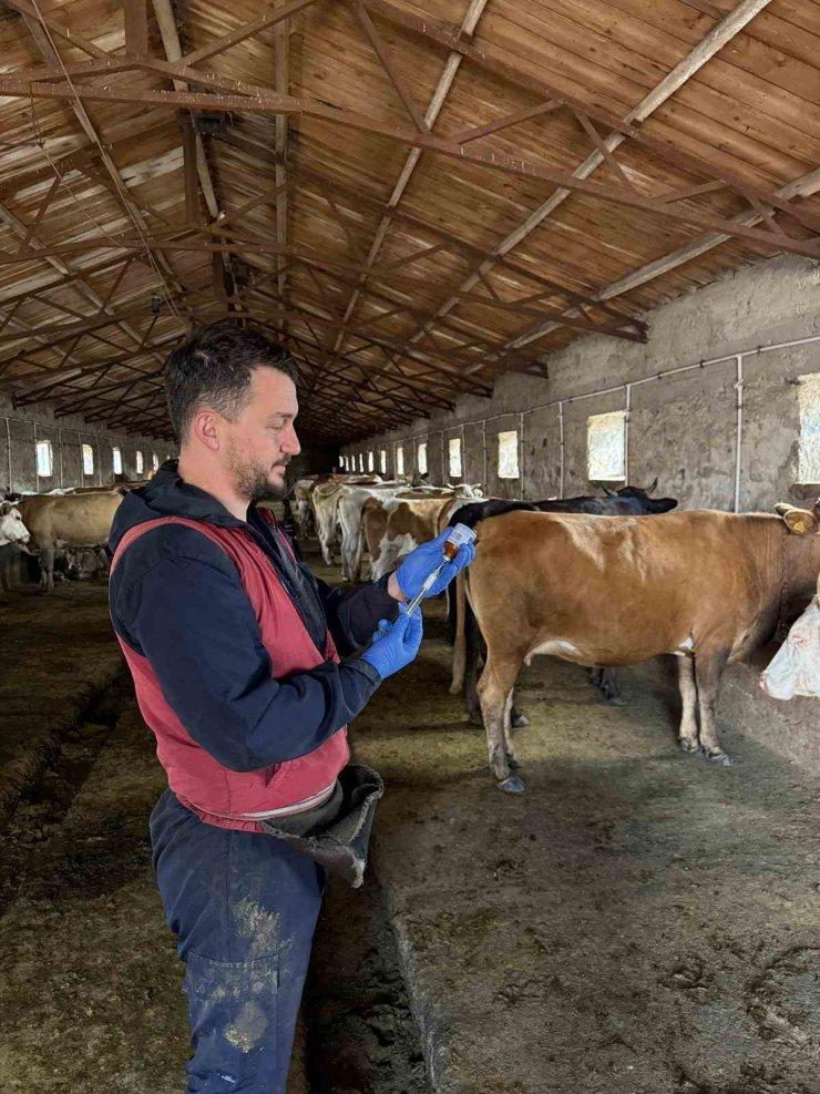Kars Tarım ve Orman İl Müdürlüğü’nden 5 Maddede Şap Hastalığına Karşı Etkin Önlem!