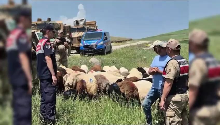 Kars’ta Kaybolan 65 Küçükbaş Hayvan, Jandarmanın Başarılı Çalışması Sonucu Bulundu