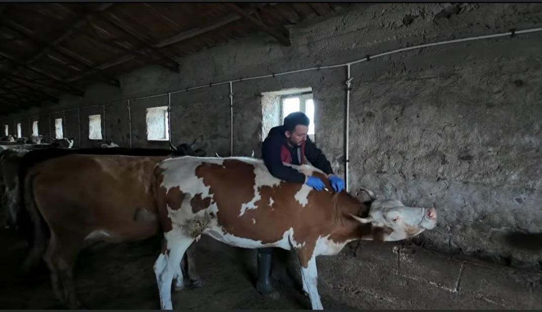 Kars’ta Şap Hastalığına Karşı Aşılama Devam Ediyor