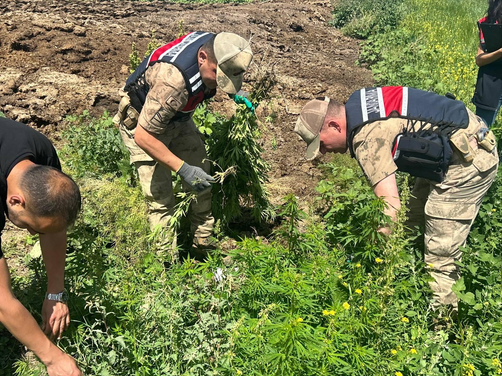 Kars’ta Uyuşturucuya Geçit Yok: 42 Binden Fazla Kenevir Bitkisi İmha Edildi