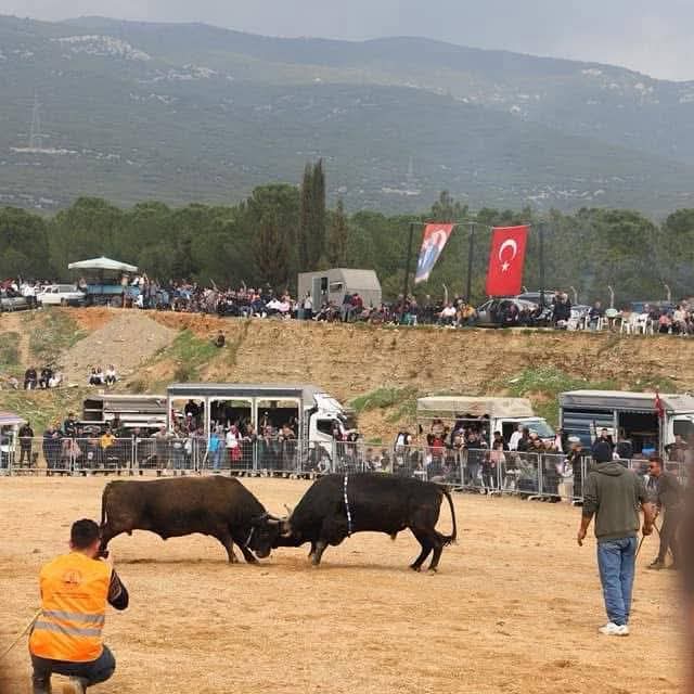 Kemalpaşa 3. Boğa Güreşi Festivali 3 Mayıs’ta Akalan Arenada
