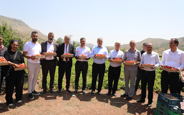 Maden’de Yerli Çilek Hasadı Etkinliği Düzenlendi