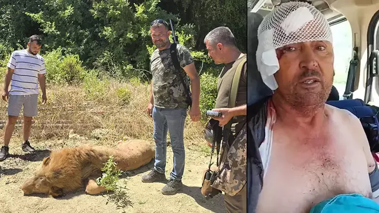 Manavgat’ta Dehşet! Kafesinden Kaçan Aslan Saldırdı, Bir Kişi Ağır Yaralandı