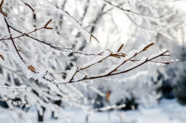Meteoroloji’den 6 İl İçin “Sarı” Kodlu Uyarı: Kar ve Sağanak Kapıda