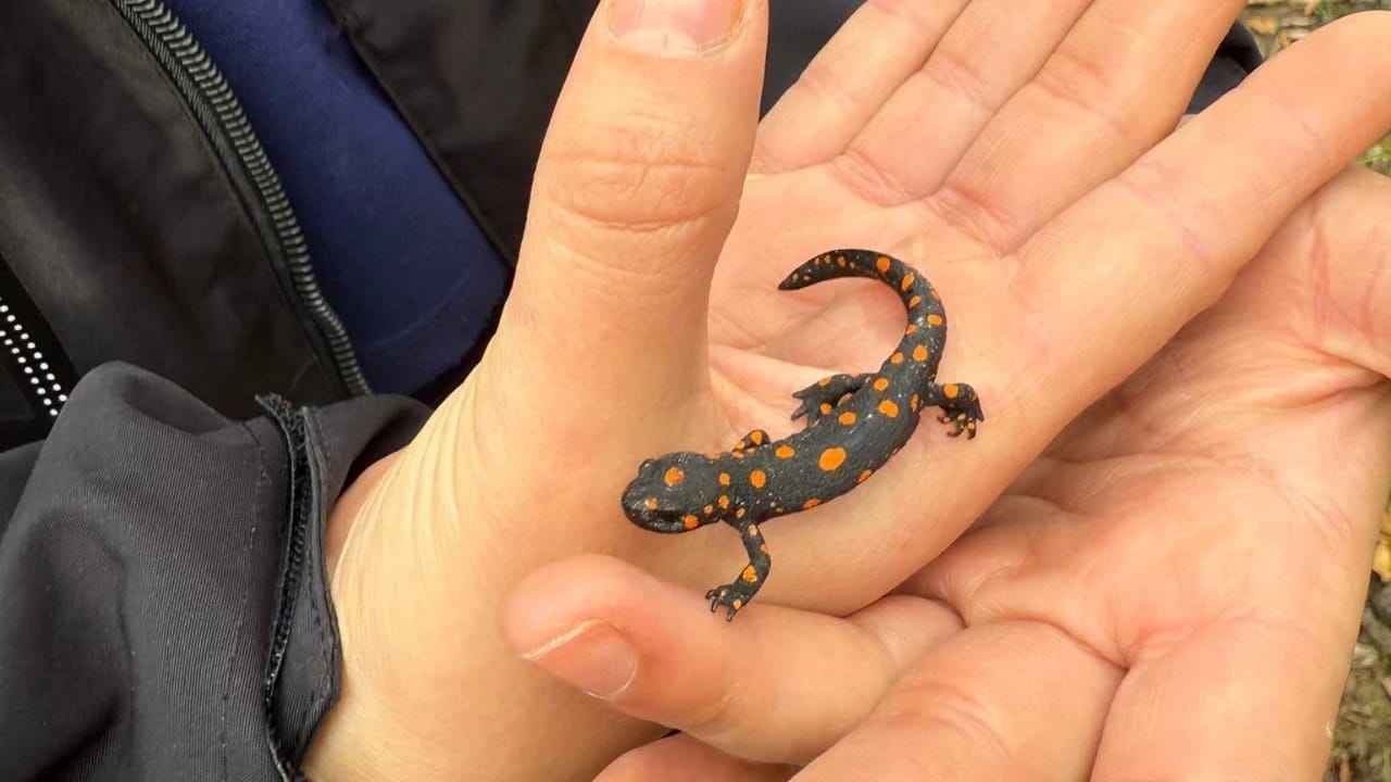 Nadir Görülen Benekli Semender Van’ın Bahçesaray İlçesinde Görüntülendi