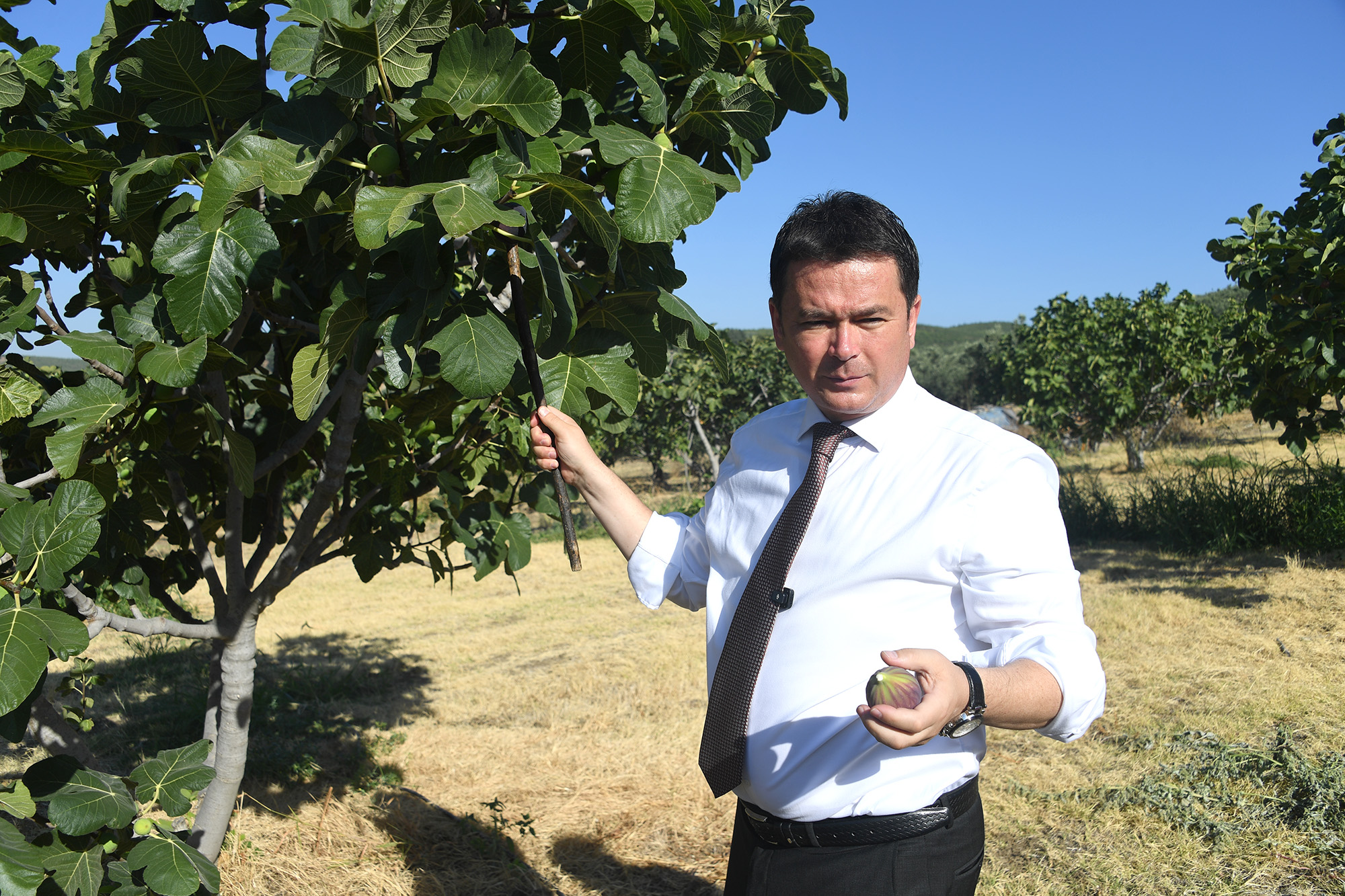 Osmangazi’de Siyah İncir Hasadı ve Festival Heyecanı Başladı