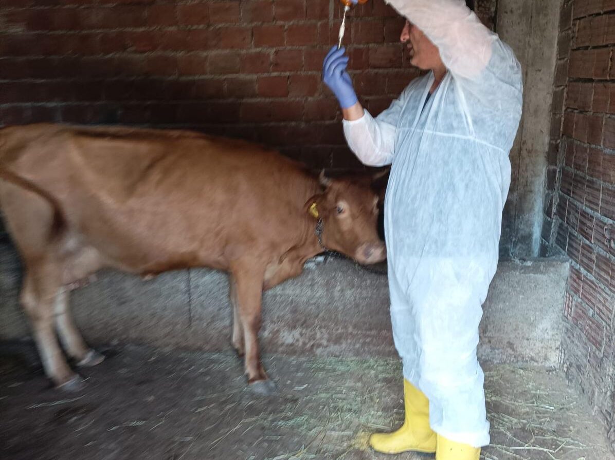 Şap Hastalığına Karşı 13 Bin Büyükbaş Hayvan Aşılanıyor