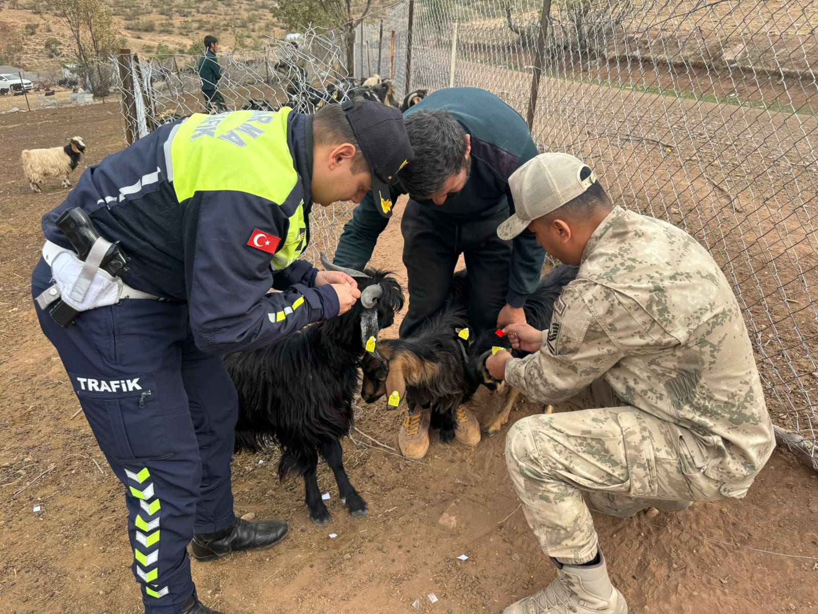 Siirt Jandarma Komutanlığı’ndan Trafik Güvenliğine Örnek Uygulama: Hayvan Küpelerine Reflektif Bant