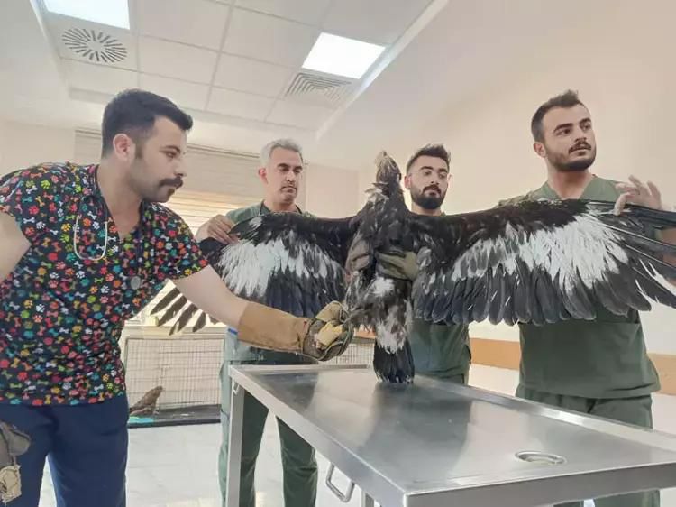 Siirt Kırsalında Yaralı Kuşlara Jandarma Sahip Çıktı