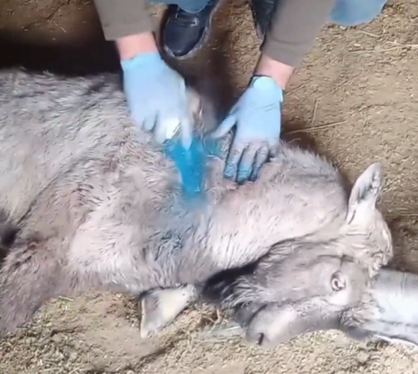 Sivas’ta Yaralı Bulunan Yaban Keçisi Sağlığına Kavuşarak Doğaya Salındı