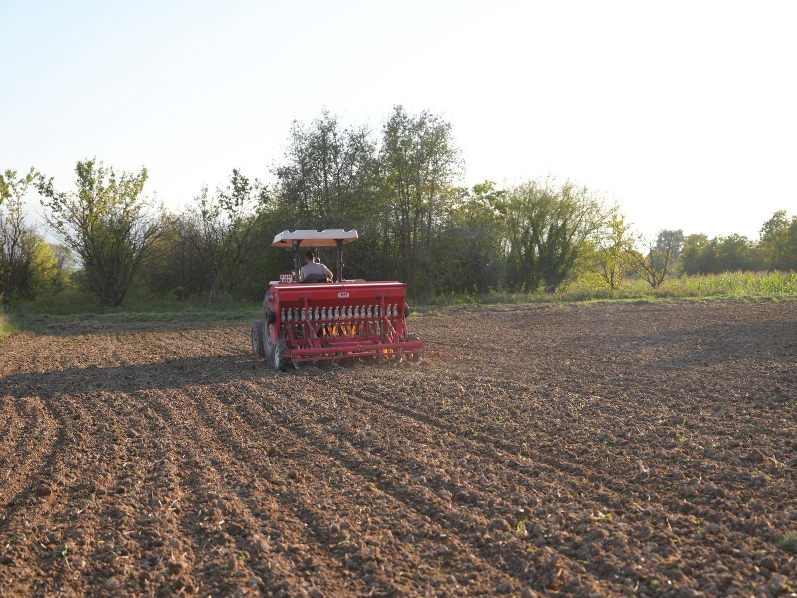 Siyez Buğdayı Ata Tohumu Düzce Topraklarıyla Buluştu