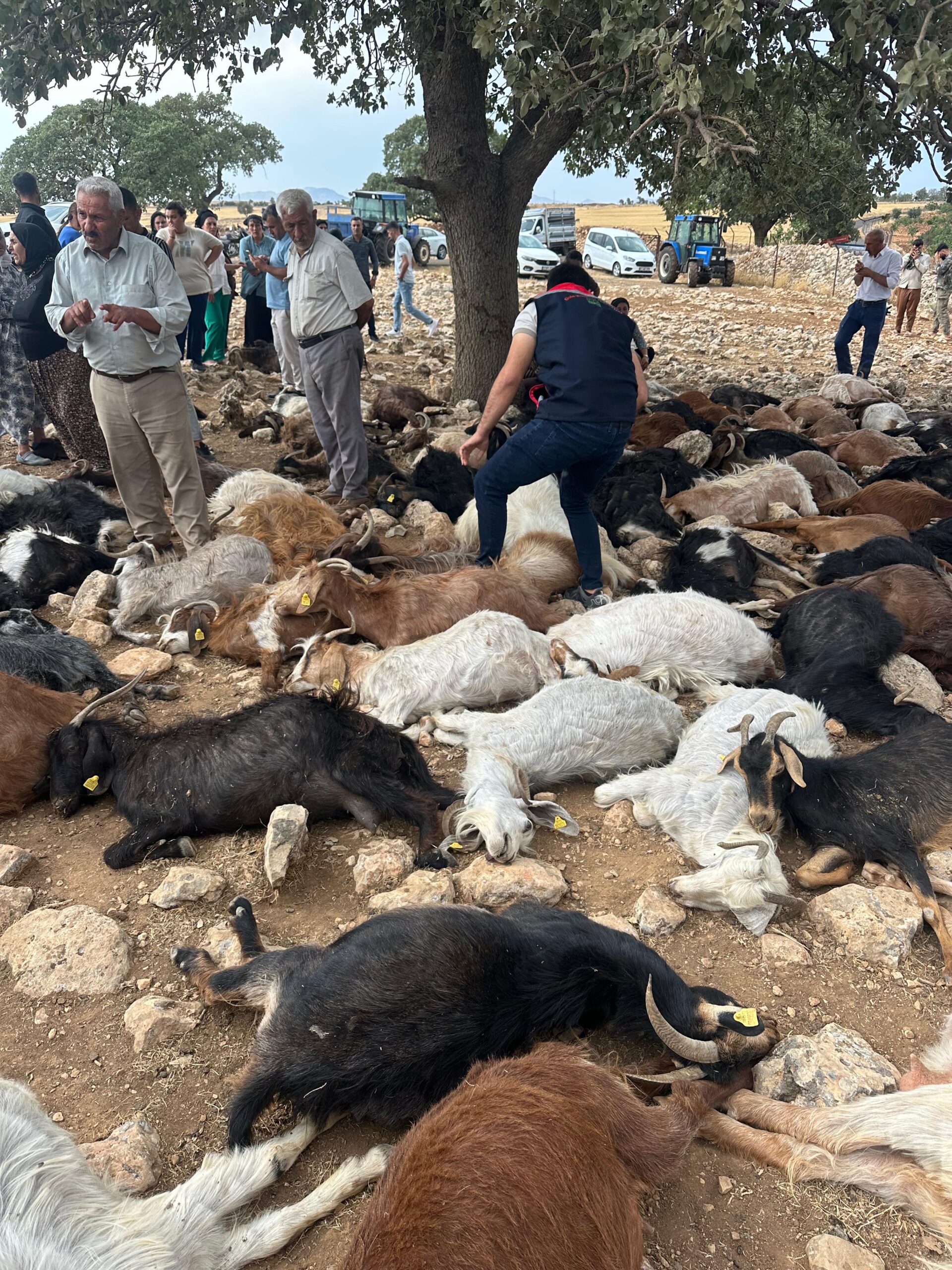 Şırnak’ta yıldırım faciası