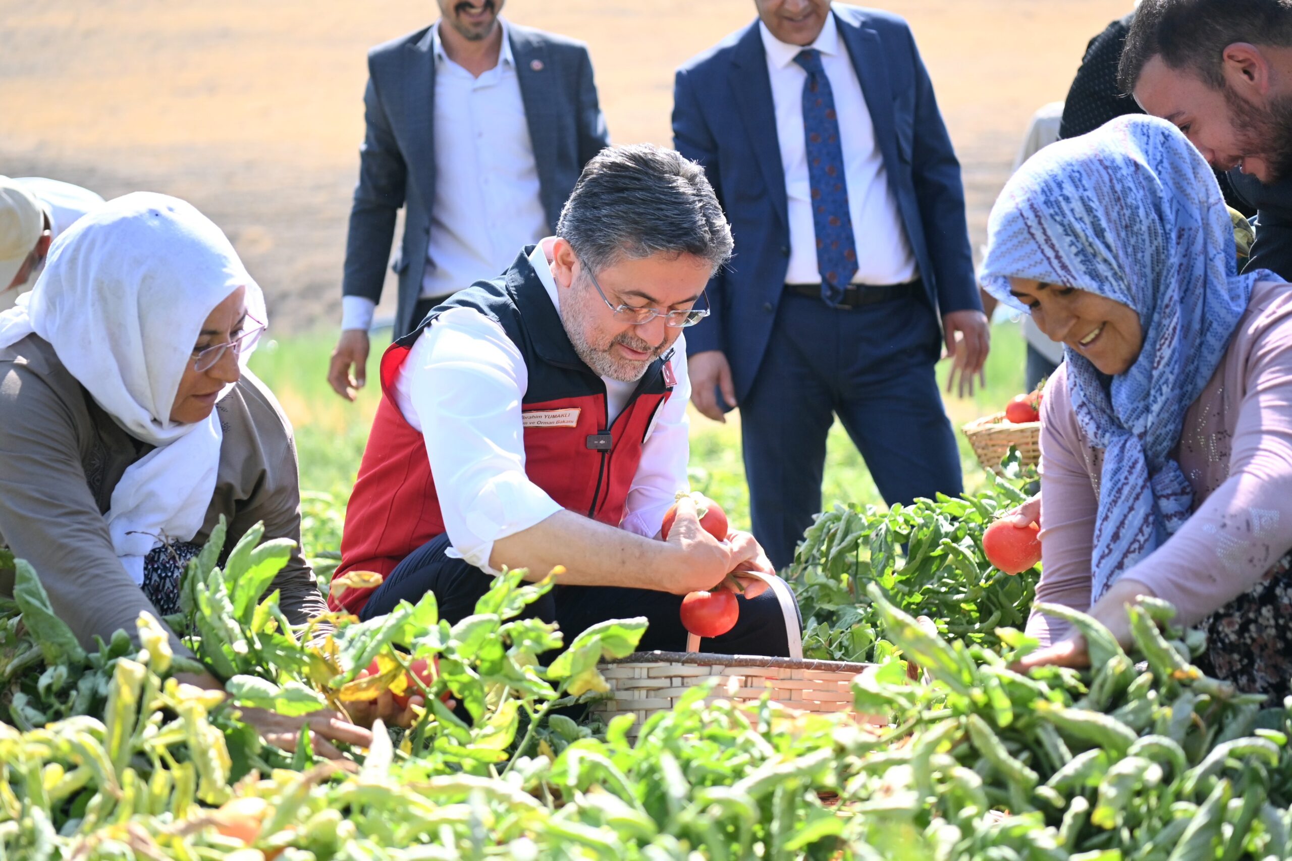 Tarım ve Orman Bakanı Yumaklı, Ayaş’ta Domates Hasadına Katıldı