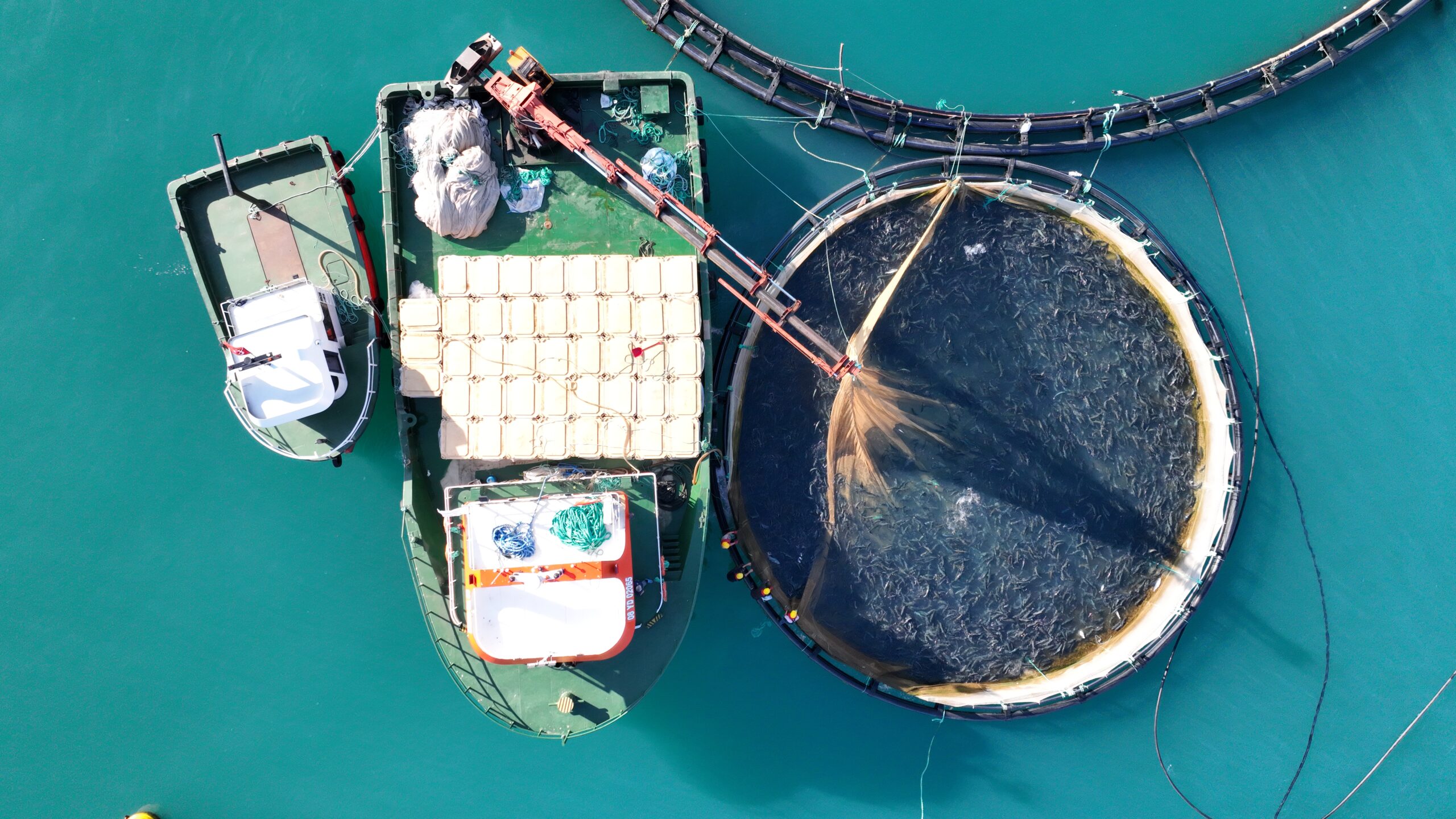 Türk Somonuna 4 Dilde Tanıtım Atağı: İhracatta Hedef 600 Milyon Dolar