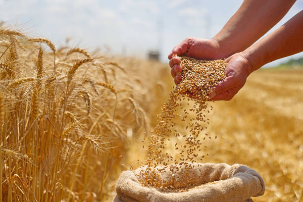 Türkiye, FAO Konsey Üyeliğine Seçildi
