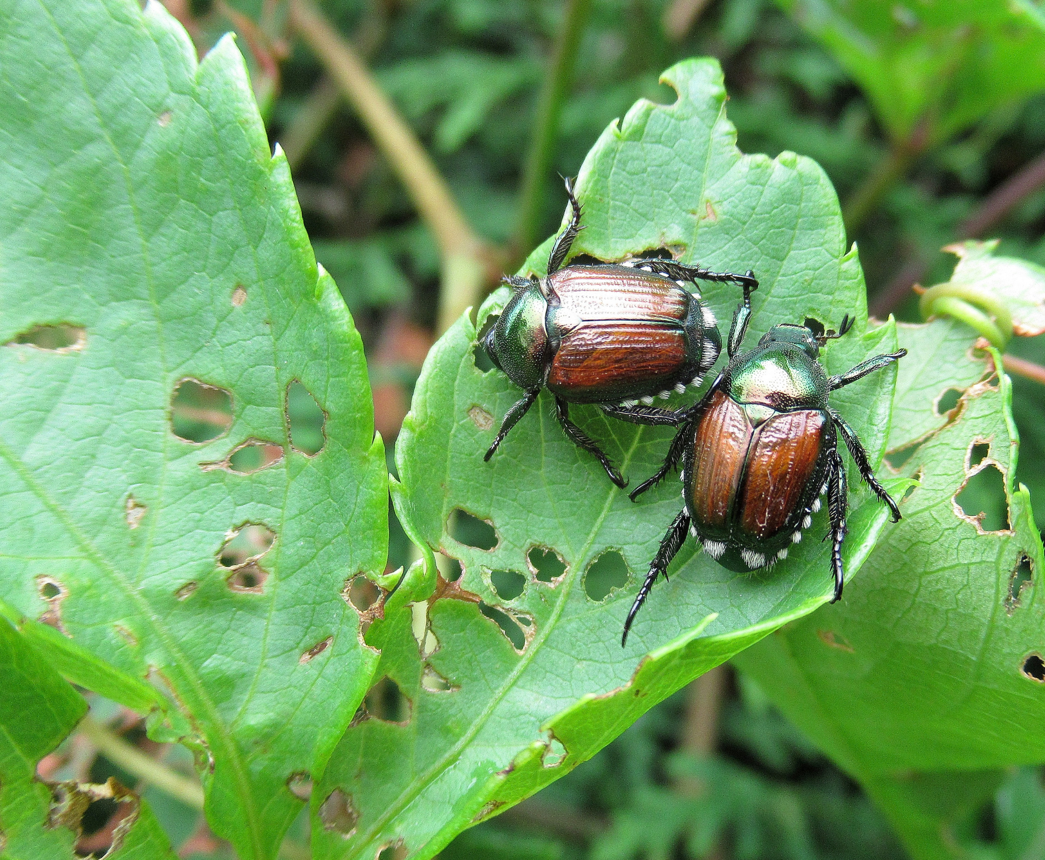 Türkiye’de İstilacı Türlere Karşı “UİST” Dönemi: Yeni Yönetmelik Yürürlüğe Girdi