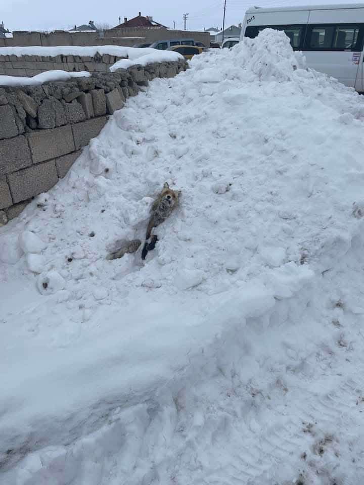 Van Çaldıran’da Dondurucu Soğuk: Tilki Donarak Telef Oldu