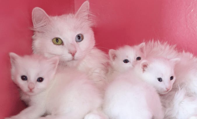 Van Kedi Villası’nda 2025 Verimliliği: 120 Yeni Yavru Dünyaya Geldi