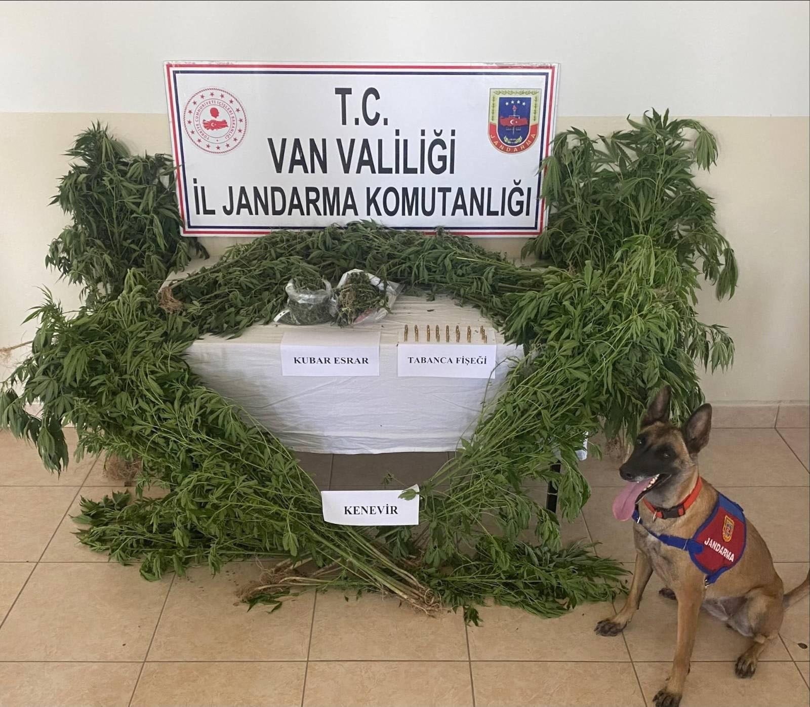 Van’da Çatıda Yetiştirilen Kenevirler Ele Geçirildi