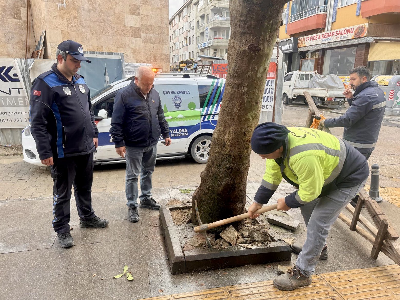Yalova Belediyesi Beton Dökülen Çınarı Kurtardı