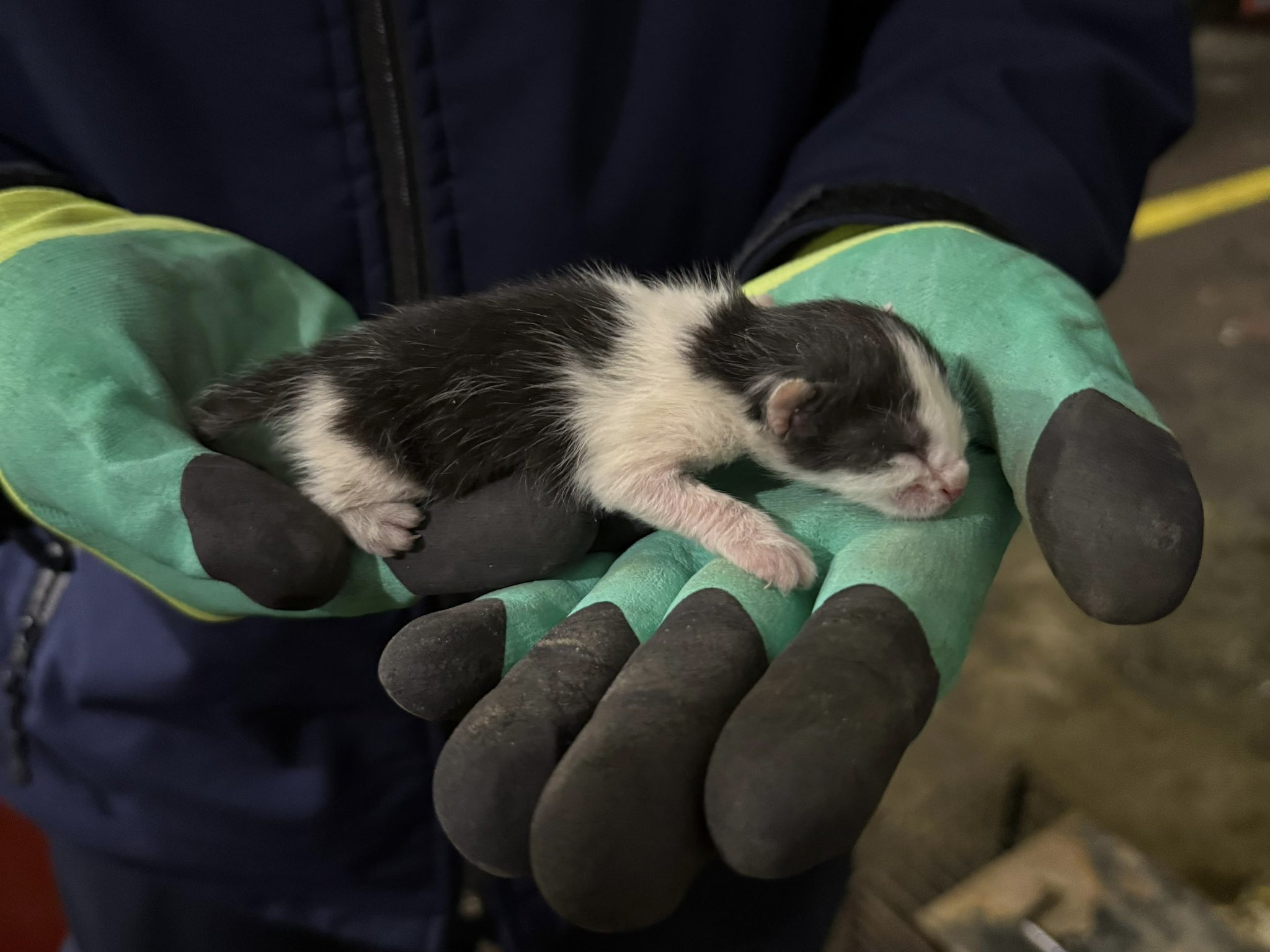 Yalova’da Motor Bölümüne Sıkışan Yavru Kediler Kurtarıldı