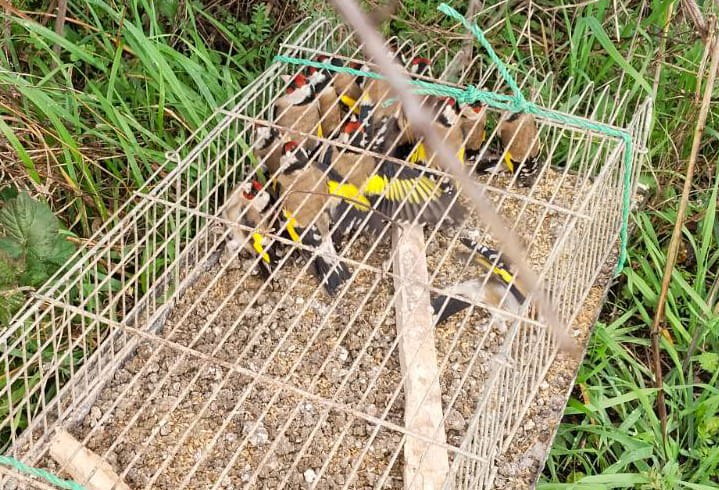 Yalova’da Saka Kuşu Avlayan Kaçak Avcıya Ceza Yağdı: Toplam 182 Bin TL